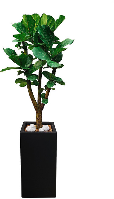 도자기랑나무랑 개업 개원 축하화분 거실반려식물 실내공기정화 금전수 뱅갈고무나무, 1개, 대형 떡갈고무나무 축하화분 DLP-245