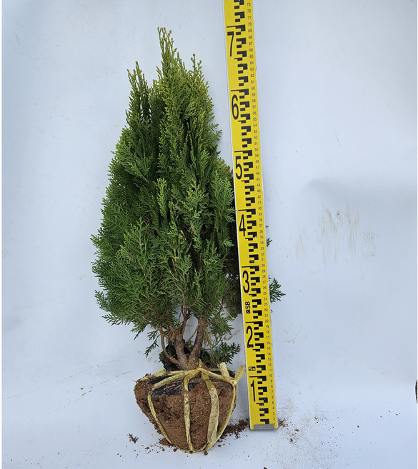 [새나무농원] 황금측백나무 40cm이상 [2+1] 산소조경 반그늘에서도 잘 자라는 조경수