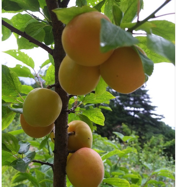 향수팜 플럼코트 (자두x살구) 샤이니접목 2년생 분묘