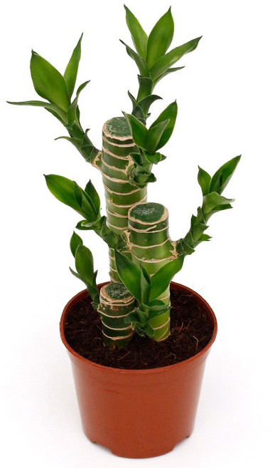 실내공기정화식물 120종 꽃 화분 미세먼지제거 아레카야자 해피트리 금전수, 모종포트, 연화죽, 1개, 1개