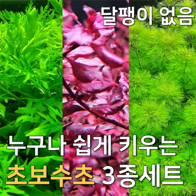 [수초농부] 초보자 수초 3종 암브리아 슈퍼레드 워터위스테리아, 1세트