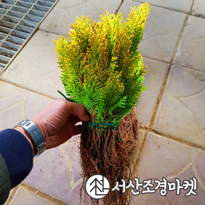 서산조경마켓 황금측백나무 묘목 2년생 털이묘 울타리나무, 20개, 황금측백 2년생