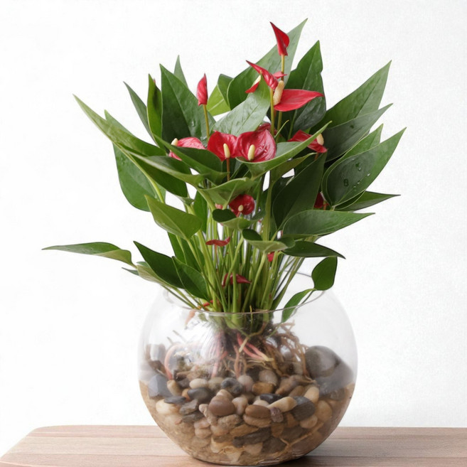 [사계절 꽃피는] 키우기 쉬운 안스리움 수경재배식물 DIY세트 한정수량판매, 1개, 레드안스리움