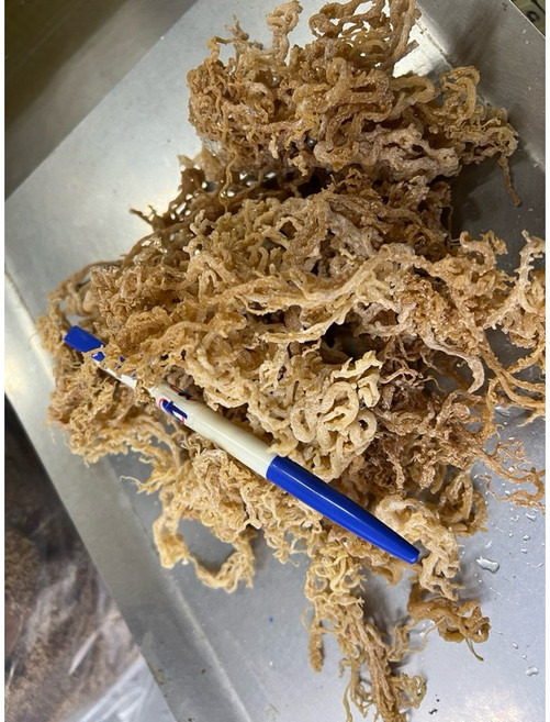 宜蘭名產 珊瑚草海燕窩 全乾無鹽, 1個, 一斤/600g