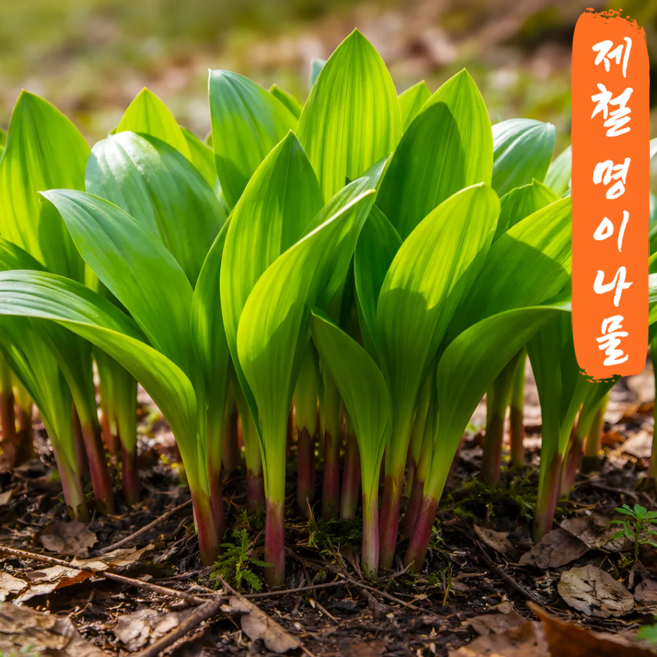 [지금봄제철특가] 울릉도종 강원도 생 명이나물 산마늘 잎명이 짱아찌 쌈채소 산지직송 당일수확, 1kg, 1개