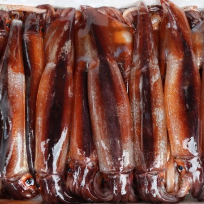 [급냉] 중대사이즈 태안 신진도 통오징어 초코오징어 1kg 2-5미, 1박스, 1Kg 4-6미내외