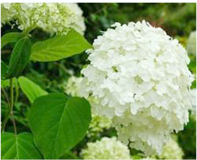 [풀멍상점] 개화주스트롱아나벨 수국 (15cm 포트)/노지월동 야생 조경수 초보 선별발송 분채배송 방수라벨 이름표포함, 흰색