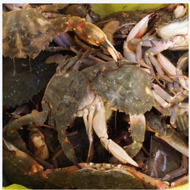 활돌게 민꽃게 박하지 벌떡게 뻘떡게 살아있는 돌게장 돌게간장게장 생돌게, 활돌게(암게100%) 1kg, 1개, 1kg