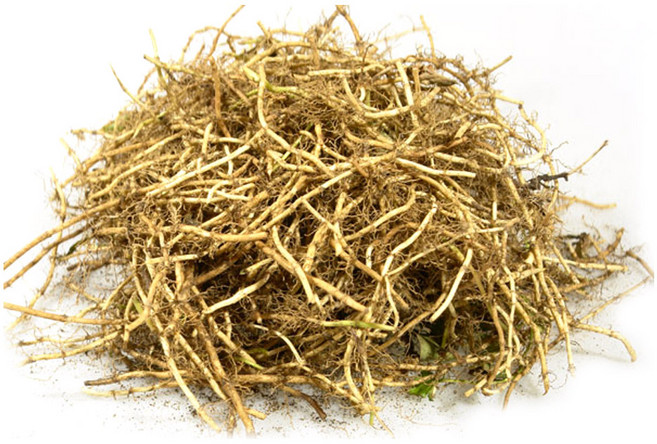 어성초 생뿌리 국산 농장직송, 1개, 500g