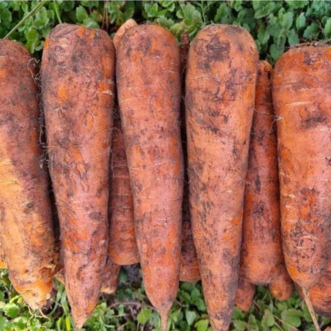 정직한먹거리 국내산 흙 햇 당근(상), 3kg (상), 1박스