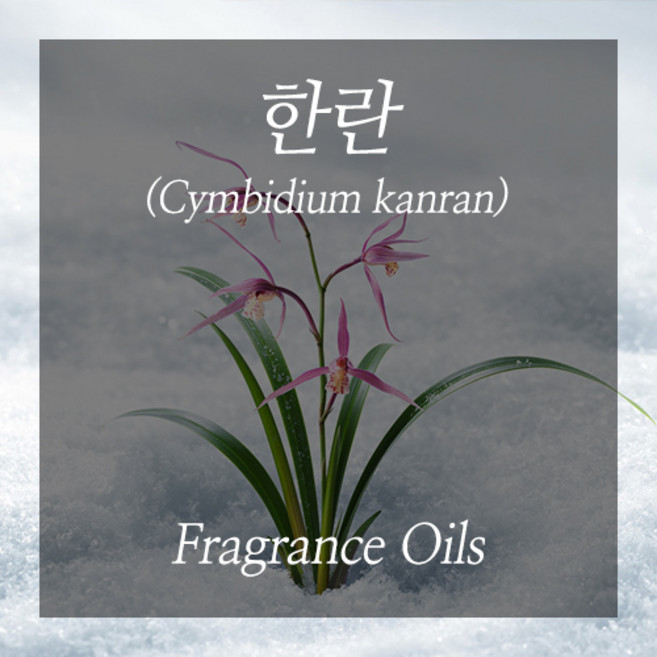 한란100ml 제주 프레그런스오일, 100ml, 1개