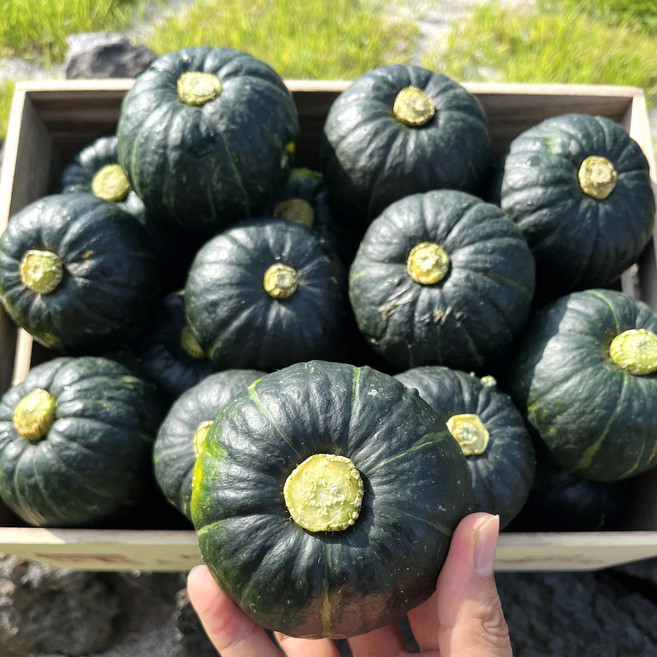 제철365 국내 제주 미니 밤호박 보우짱, 4.5kg [특품], 1개