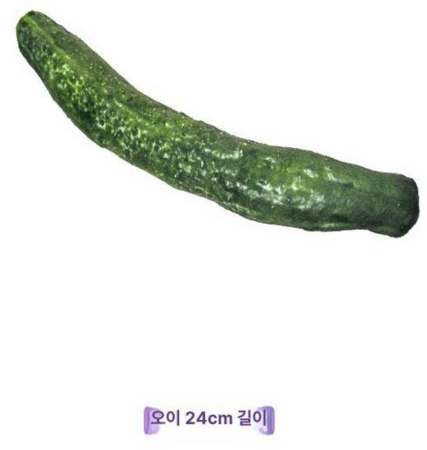 과일인형 해산물인형 소품 가리비 잉어 랍스터 오징어
