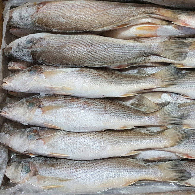 민어조기 (몽실이) 제수용 반찬용, 1개, 450g (2P 34-36cm 3마리)