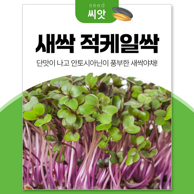 세경팜 안토시아닌 듬뿍 적케일싹 30g 새싹채소 씨앗, 3개