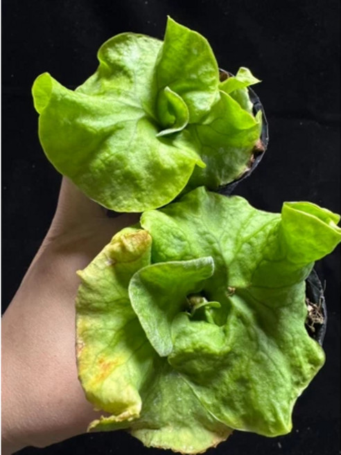 金功夫植物園 密葉侏儒亞猴鹿角蕨 亞洲猴腦 居家綠植 特價優惠 售完為止, 1個, 2顆2.5吋密葉侏儒亞猴