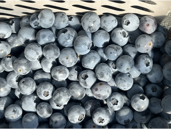 국내산 블루베리 생 블루베리 고당도 블루베리 생과, (18~20mm) 100g, 6개