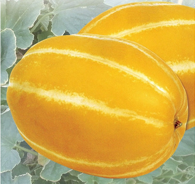 다농 새론 꿀참외 씨앗 5000립 아삭아삭 참외씨 고당도 종자 (NP)