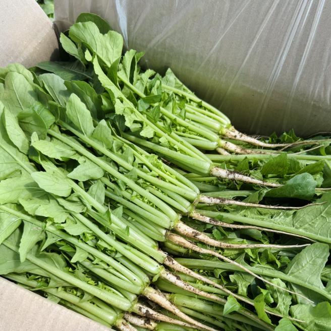 [철원 꿀야채] 어린열무(얼갈이세트) 산지직송, 1개, 3kg