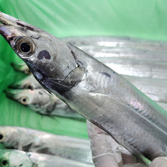 제주 갈치 당일바리 은갈치 새벽입찰 250g크기 8마리, 1개, 250g 8마리 총2kg