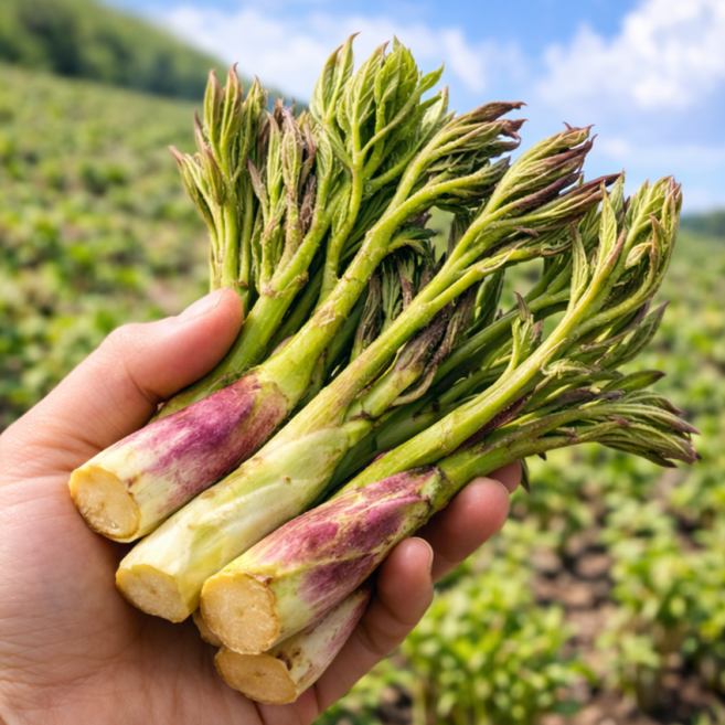 [한정초특가] 산지직송 국내산 봄나물 땅두릅, 1박스, 500g