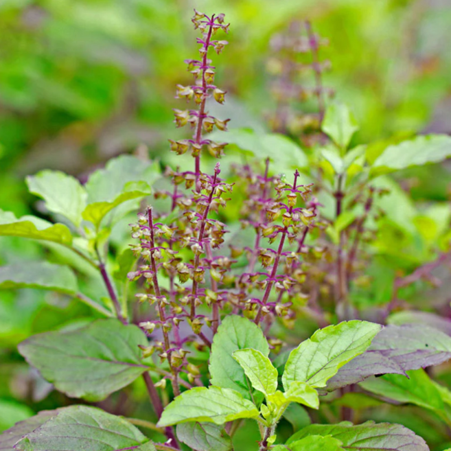 홀리바질 (Holy Basil) 허브 씨앗 20립 소포장, 1개