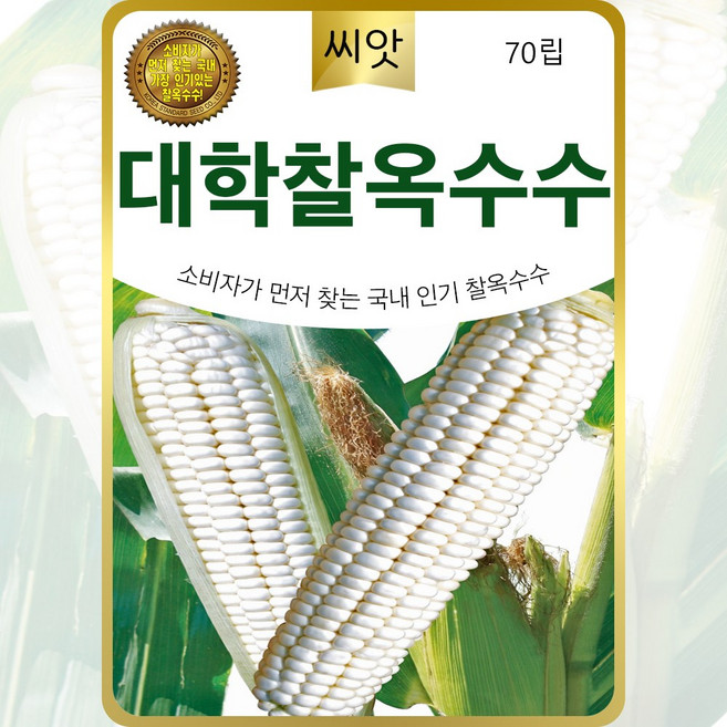 대학찰옥수수씨앗 70립 맛좋고 찰진 찰 옥수수 씨앗 종자, 1개