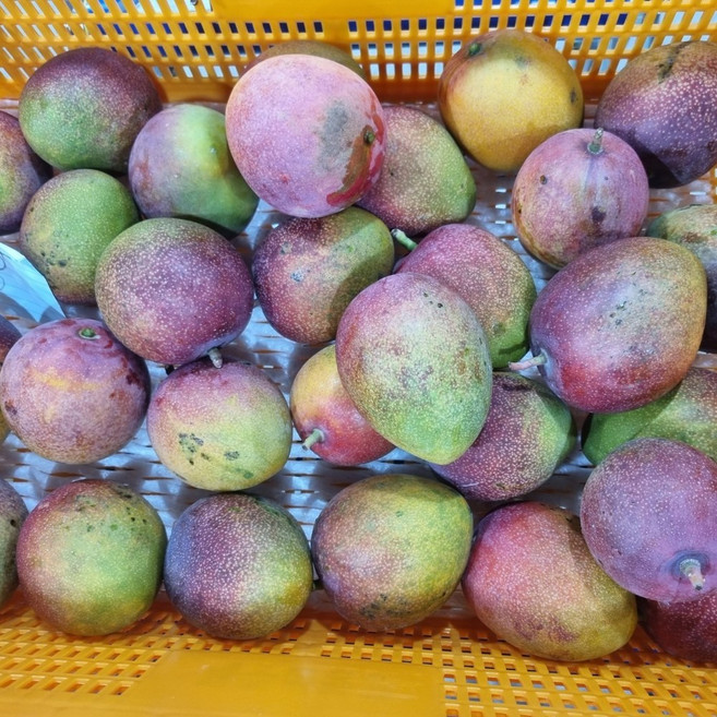 [제니네 제철과일] MN 산지발송 제주 애플망고, 1개, 특품 3kg 중과(9-10입)