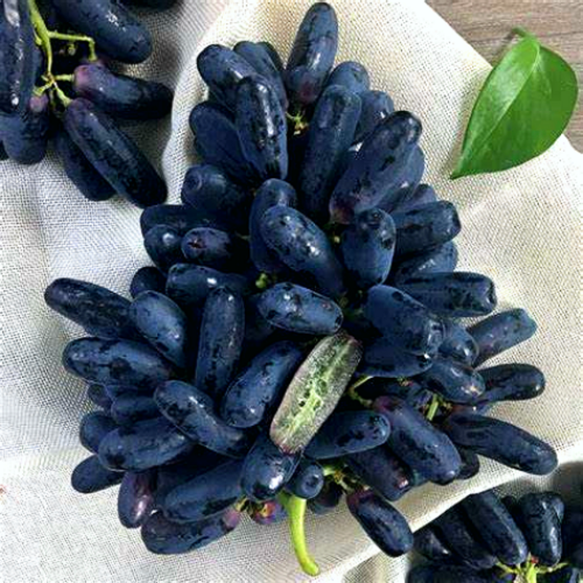 [20Brix] 하늘밭 초고당도 블랙사파이어 가지포도, 1개, 4.8Kg