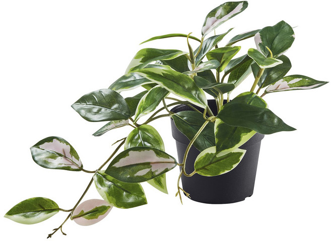 이케아 페이카 조화화분 인조식물 호이아 케리이 걸이형 (화분지름:9cm)