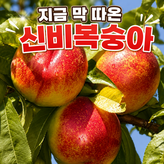 [시즌오픈] 한정수량 초고당도 딱복 신비복숭아, 1박스, 1kg(중과)