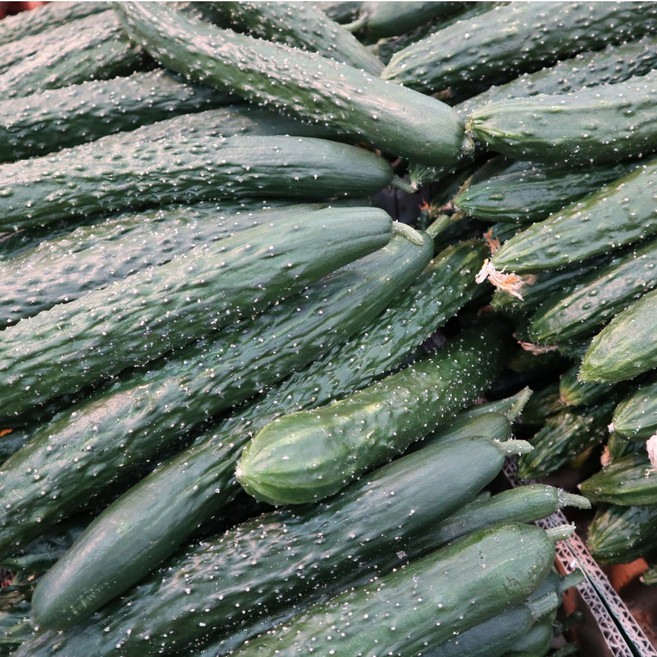 국내산 청오이 취청오이(특) 오이지용 오이소박이, 1박스, 10kg