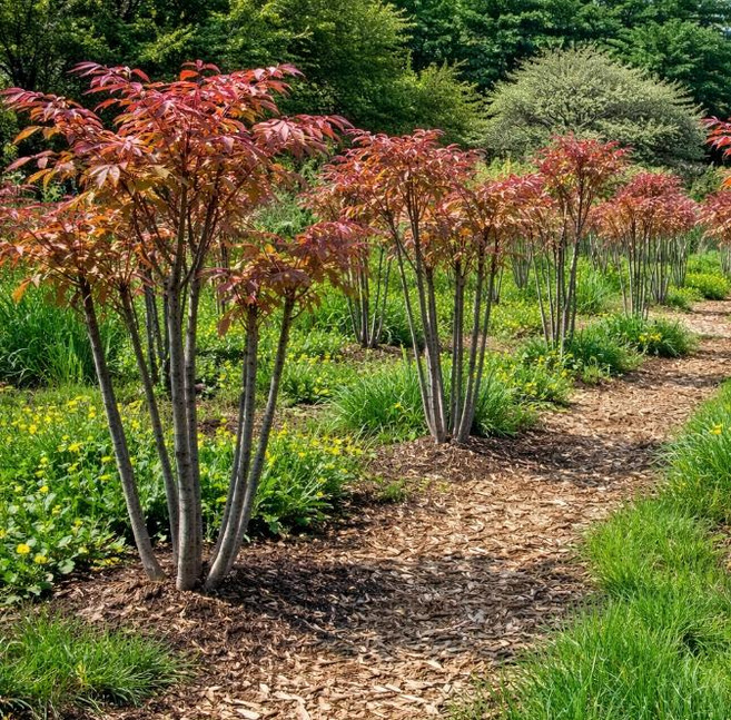 가죽나무 참가죽나무묘목 새순따먹는참죽 봄철미식가 빠른성장 재배용이 약용수묘목(TB), 가시오가피 1년생 6주묶음, 1개