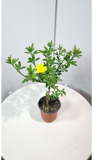 서비내 목대 영춘화 노지월동 야생화 묵은둥이 영춘화 묘목, 1개, 수량