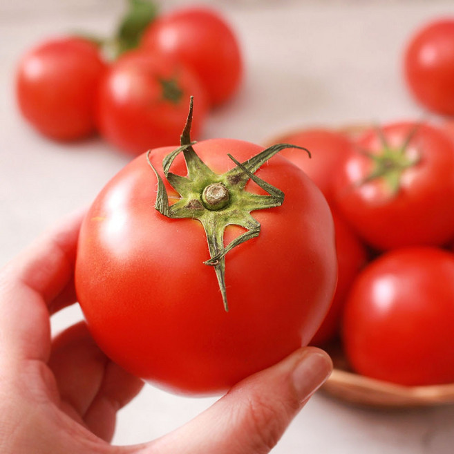 [엄지척농산물] GAP인증 정품 완숙 찰토마토 단단하고 건강한 유럽종, 1박스, 주스용 완숙 5kg