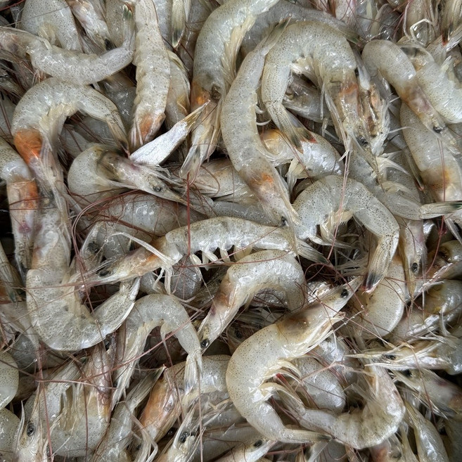 당일조업 여수 중하새우, 1박스, 1kg (급냉)