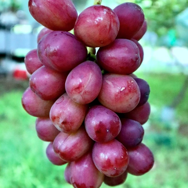 포도나무 묘목 / 최신품종 한국개발 레드클라렛 2주세트/ 고급접목 대목사용, 2개 - 쿠팡