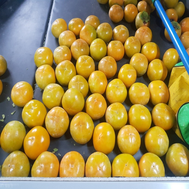 저탄소 창원 단감 2.5kg 정품, 15개