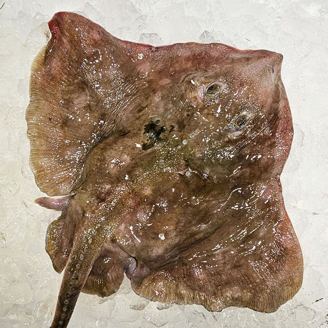 동해안 생물 냉동 반건조 가오리 날개 손질 찜용 회무침 1kg 초장, 1개, 1kg 생물 횟감용