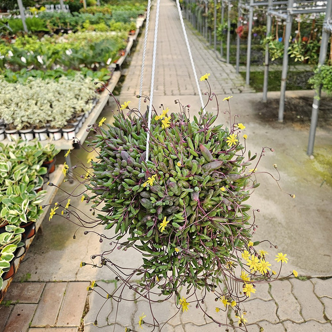 아비가든 루비앤네크리스 중대품 (11월 꽃많음) 다육 행잉식물 꽃다육 진주목걸이다육이, 1개, 그린