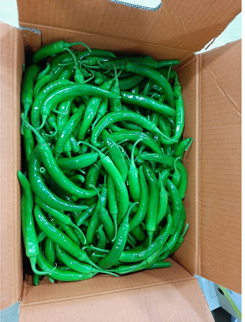 싱싱한 롱그린고추 1kg, 1박스, 10kg
