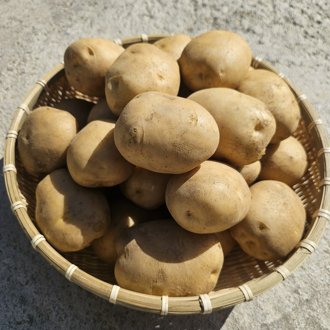 강원도 햇감자 5kg 두백감자 직배송 산지직송 소 중 감자전, 1박스, 5kg 중(30알)