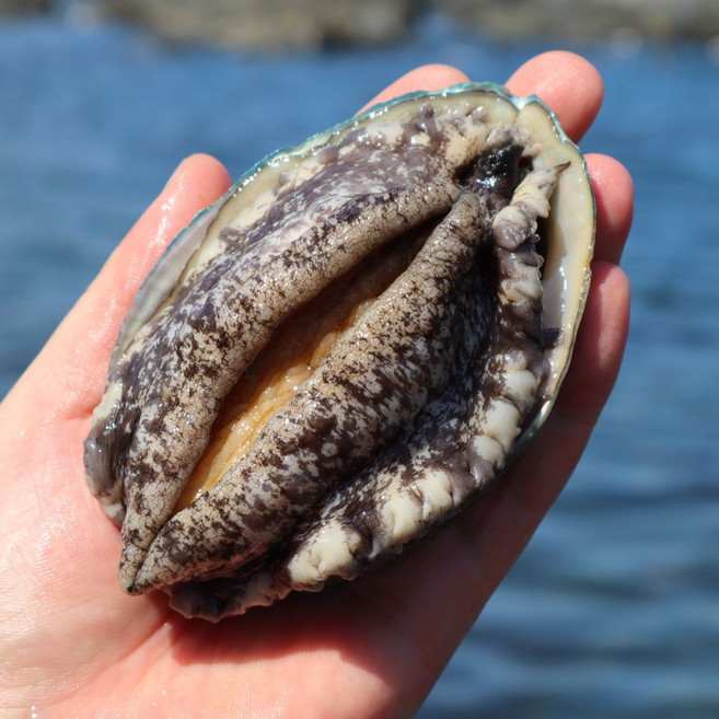 수상한시후네 완도 활전복, 1박스, 9호 소 24-30미 1kg