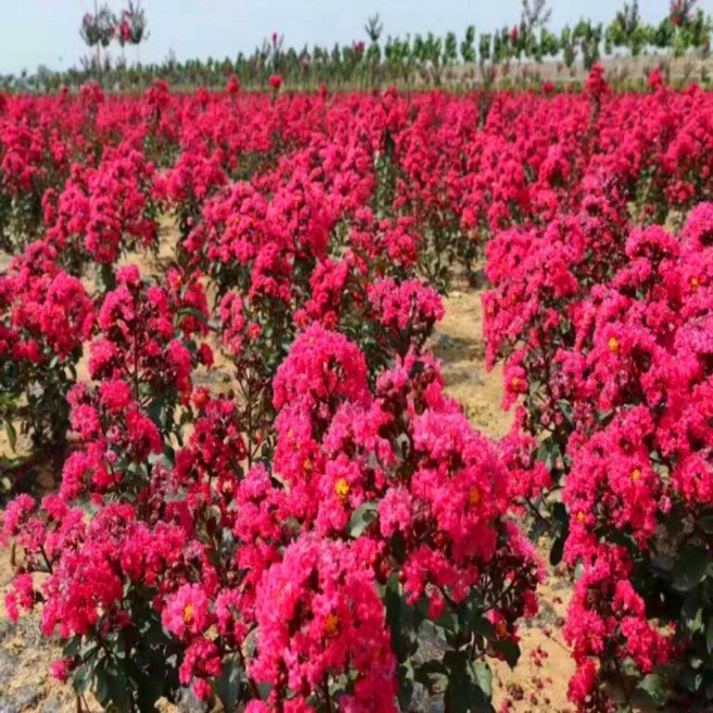 나무언니 배롱나무 묘목 핑크벨로 4년생 개화주 백일홍나무, 3개