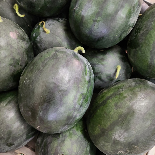 고당도 선별 제철 과일 프리미엄 흑수박, 1개, 5kg 내외