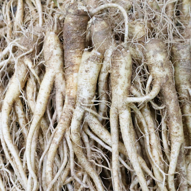 진생마트 국산 싱싱한 약도라지, 1개, 약도라지 소 1kg