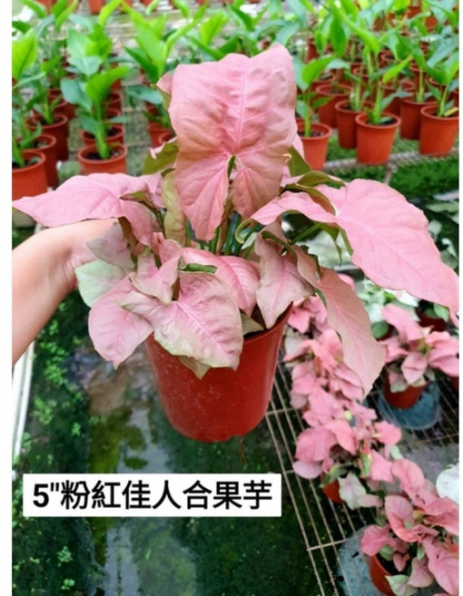 霏霏園藝 粉紅佳人合果芋 5吋盆栽 室內綠植