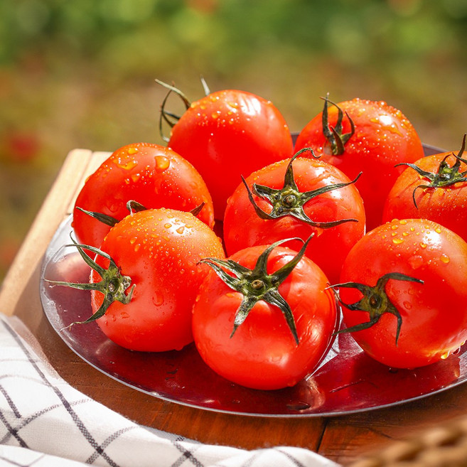 프리미엄 완숙 토마토 유럽종 당일수확리미엄 완숙 토마토 유럽종 당일수확, 1박스, 1번과 3kg