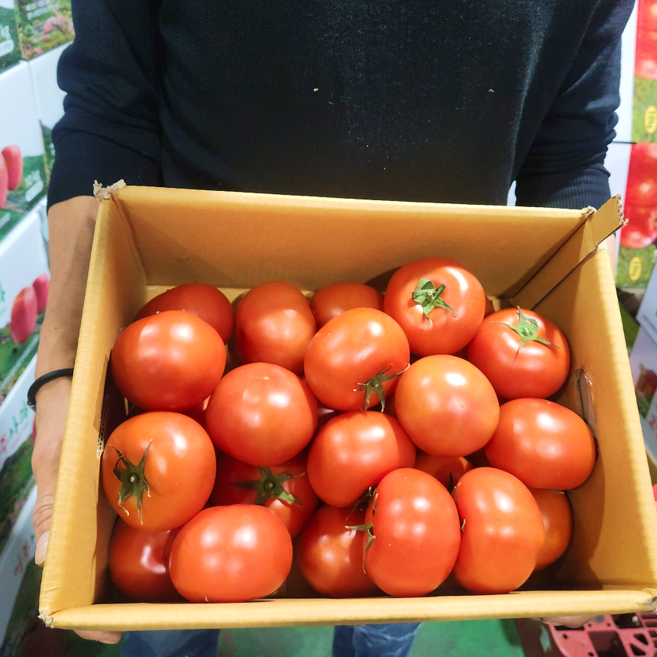 [가락시장 직송] 눈으로 확인하고 사는 특품 완숙토마토 정품 찰토마토, 1개, 중대과1.5kg
