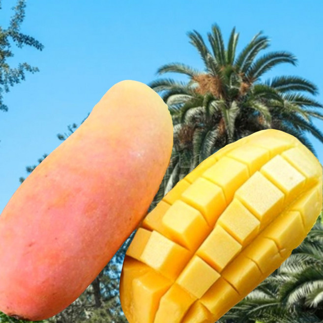 [100박스한정] 프리미엄 꿀brix 마하차녹 무지개망고, 1개, 1kg